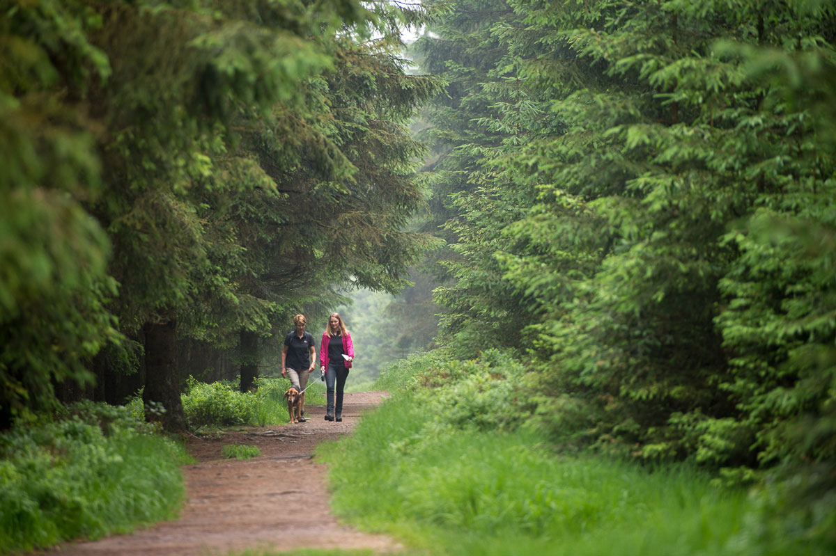 Où Se Promener En Hautes Fagnes Avec Son Chien Oui Go - 