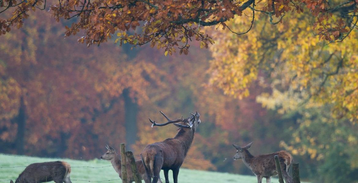 Nos bons plans pour écouter le brame du cerf en Ardenne