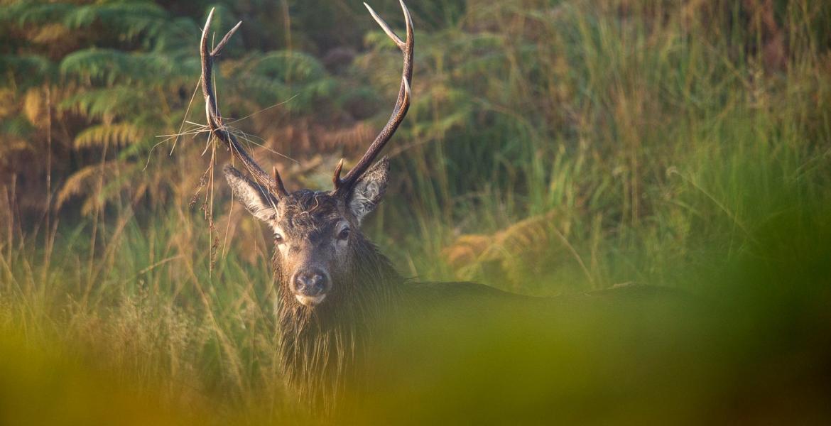 Een unieke belevenis voor tijdens jouw verblijf in de Ardennen 