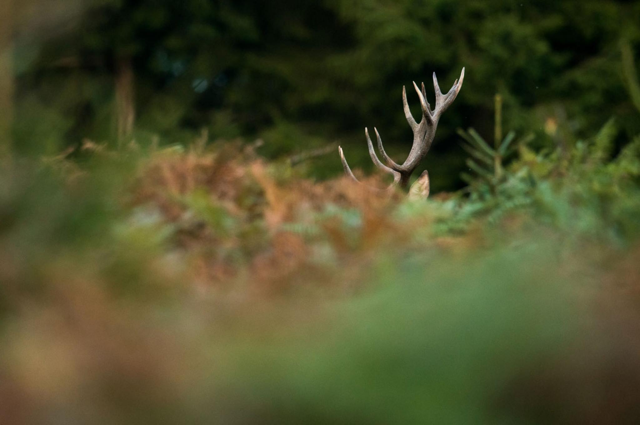 Le Brame Du Cerf Un Spectacle Unique Dans La Foret Ardennaise Ardennes Etape