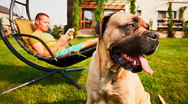  Les g�tes     avec chien 