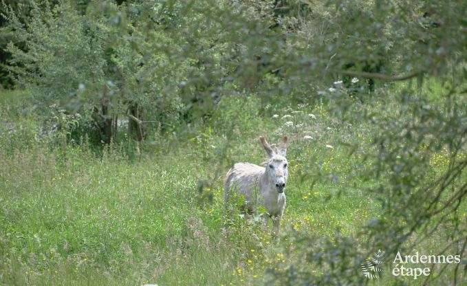 Maison de vacances ind�pendante � Bastogne, Ardenne