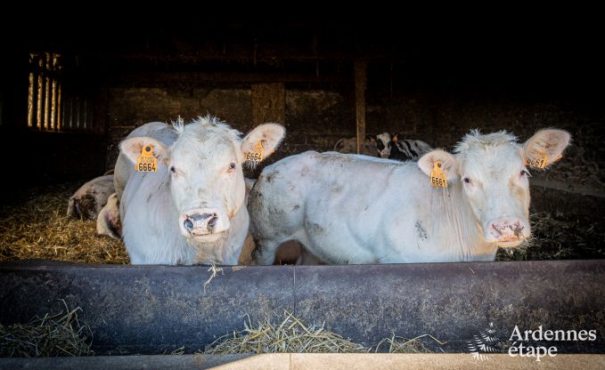 Maison de vacances � Bastogne : logement spacieux pour 14 personnes avec 6 chambres et salle de jeux