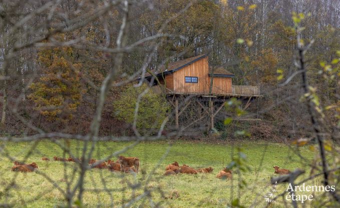 Cabane perchée pour 8 personnes à louer en Ardenne (Bertrix)