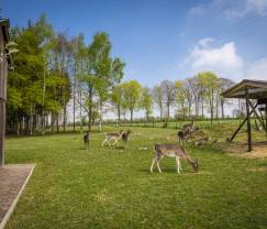 Maison de vacances à Butgenbach pour 4 personnes en Ardenne