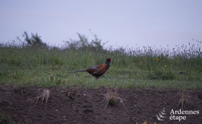 Gite de charme  Couvin pour 8 personnes en Ardenne