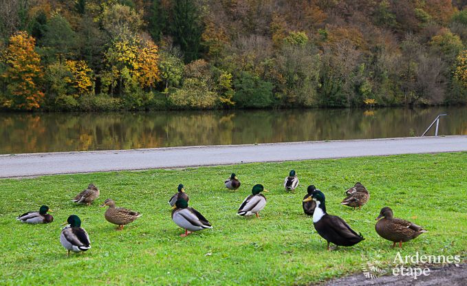 Chalet  Dinant (Hastire) pour 6 personnes en Ardenne