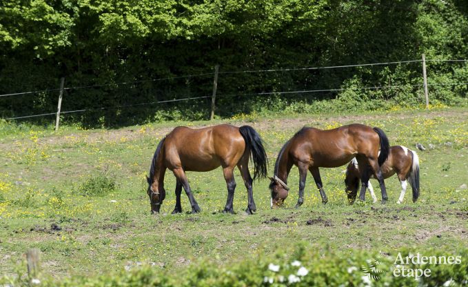 Maison de vacances  Dinant pour 8 personnes en Ardenne