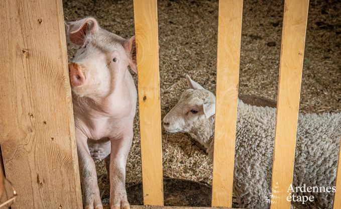 Gte  Durbuy pour 2 personnes en Ardenne