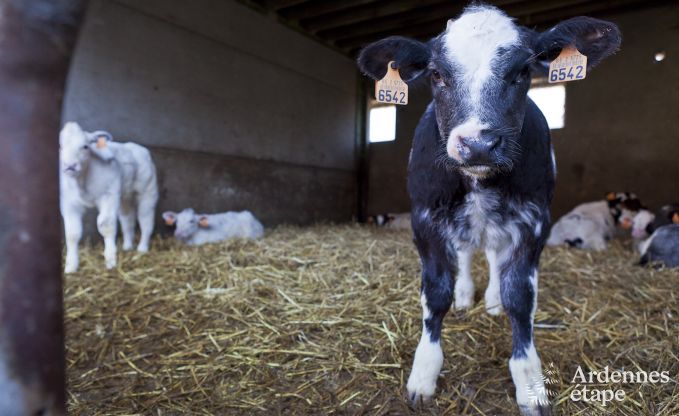 Vacances  la ferme  Faimes pour 6 personnes en Ardenne