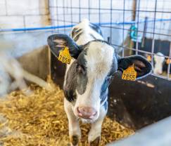 Maison de vacances à Fourons pour 10 personnes en Ardenne