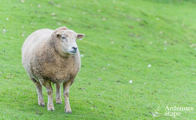 Maison de vacances  Givet (en France) pour 7 personnes et 1 chien