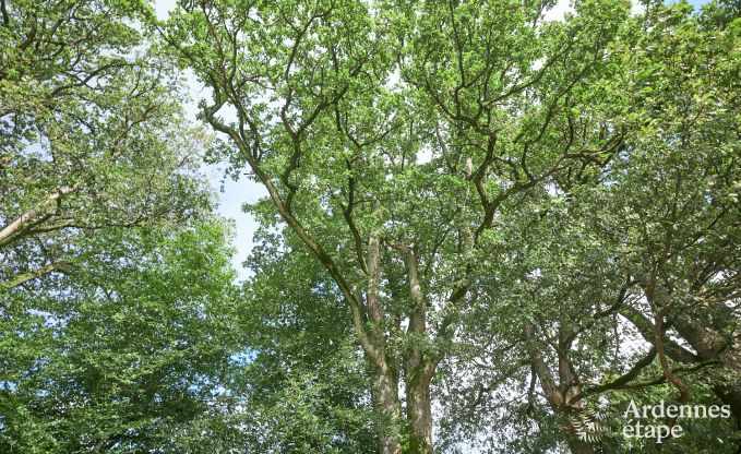 Maison de vacances  Houffalize pour 28 personnes en Ardenne