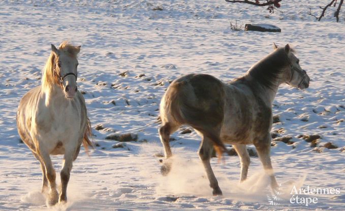 Maison de vacances  Jalhay (Spa) pour 9 personnes en Ardenne