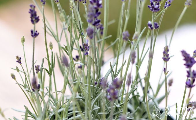 Maison de vacances � La Roche pour 9 personnes en Ardenne