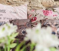 Maison de vacances à Libramont-Chevigny pour 2 personnes en Ardenne