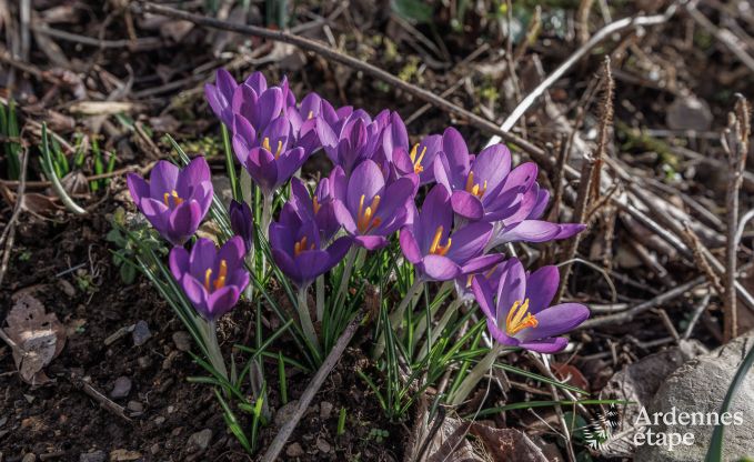 Maison de vacances  Manhay pour 2/3 personnes en Ardenne