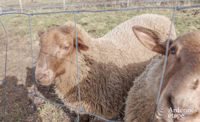 Maison de vacances  Manhay pour 2/3 personnes en Ardenne