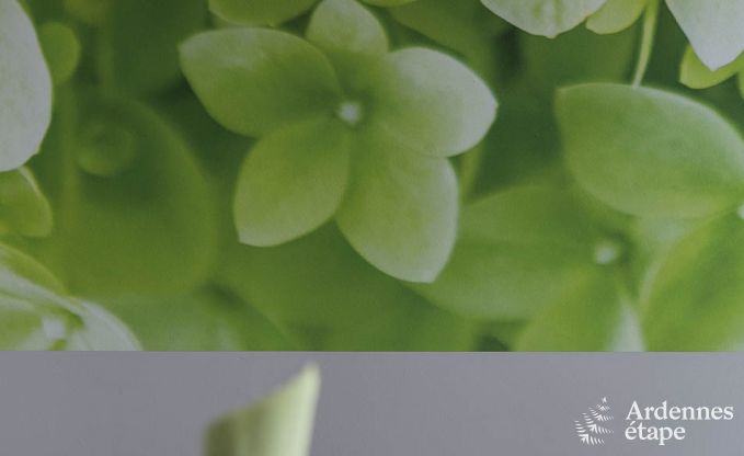 Maison de vacances  Manhay pour 20 personnes en Ardenne