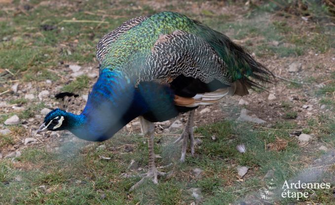 Maison de vacances � Neuchateau pour 8 personnes en Ardenne