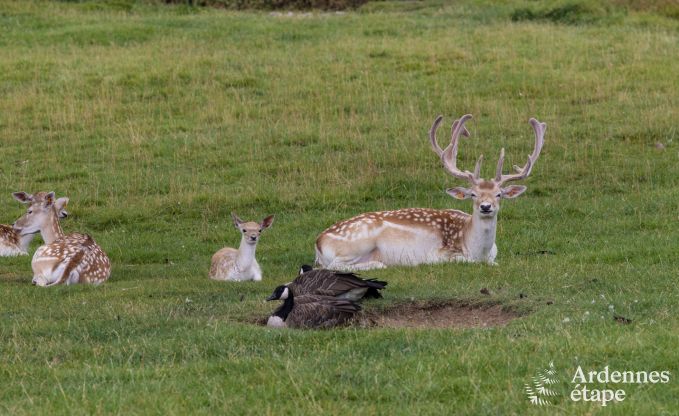 Maison de vacances � Neuchateau pour 8 personnes en Ardenne