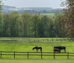 Maison de vacances authentique entièrement rénovée à Ouffet, Ardenne