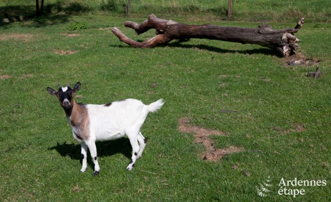 Vacances  la ferme  Plombires pour 7 personnes en Ardenne