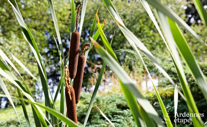 Vacances  la ferme  Plombires pour 7 personnes en Ardenne