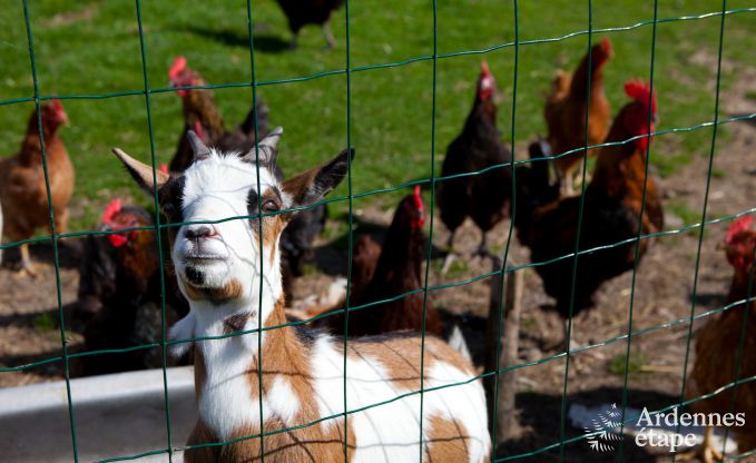 Maison de vacances � Plombi�res pour 10 personnes en Ardenne