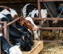 Vacances à la ferme à Plombières pour 6 personnes en Ardenne