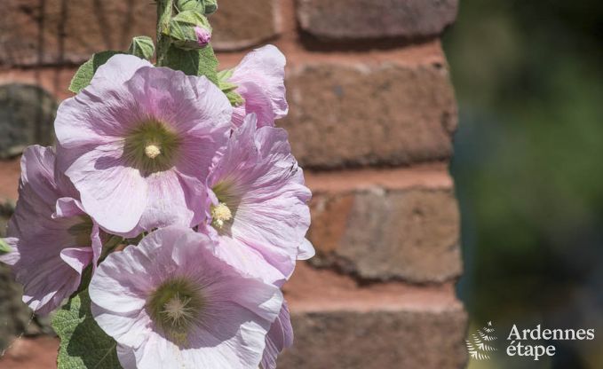 Maison de vacances  Porcheresse (Daverdisse) pour 2 personnes en Ardenne
