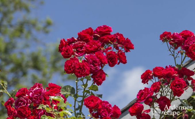 Maison de vacances  Porcheresse (Daverdisse) pour 2 personnes en Ardenne