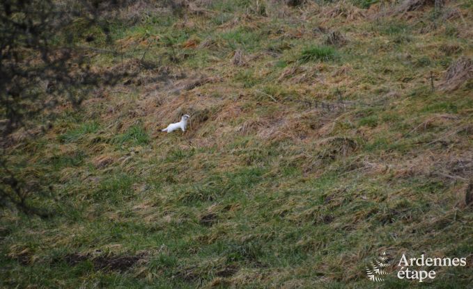 Chalet confortable  Porcheresse avec piscine chauffe et espace pour 4 personnes en Ardenne