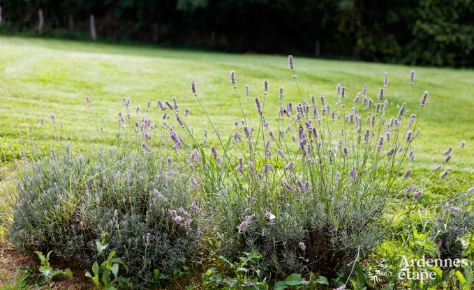 Maison de vacances  Redu pour 12 personnes en Ardenne
