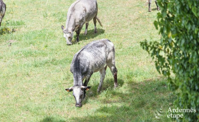 Maison chien admis pour 10 personnes  Rendeux