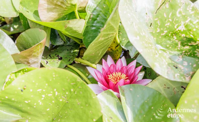 Villa de Luxe � Rochefort pour 20 personnes en Ardenne