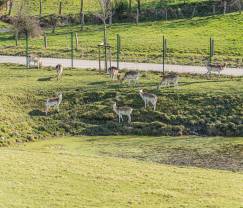 Maison de vacances conviviale avec piscine à Sainte-Ode, Ardenne