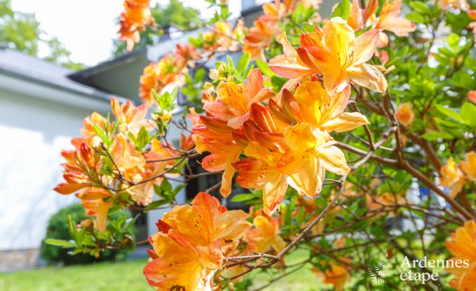 Maison de vacances  Spa pour 15 personnes en Ardenne