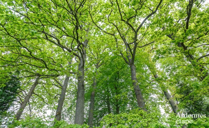 Maison de vacances  Spa pour 20 personnes en Ardenne