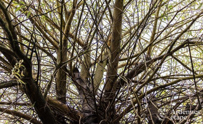 Maison de vacances  Sprimont pour 2/4 personnes en Ardenne