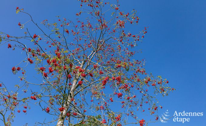 Location maison 6 personnes � Stoumont, Ardenne, 3 chambres, jardin priv�, terrasse avec barbecue, confort optimal