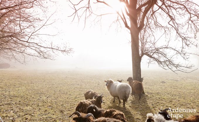 Maison de vacances  Theux pour 8 personnes en Ardenne