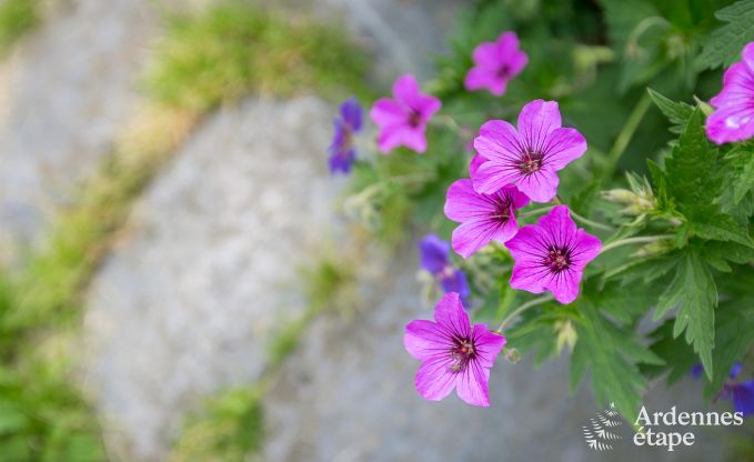 Maison de vacances  Trois-Ponts pour 2/4 personnes en Ardenne