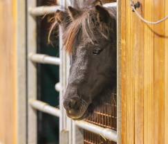 Vacances à la ferme à Vaux-sur-Sûre pour 9 personnes en Ardenne
