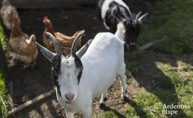 Maison de vacances � Voeren pour 6/8 personnes en Ardenne