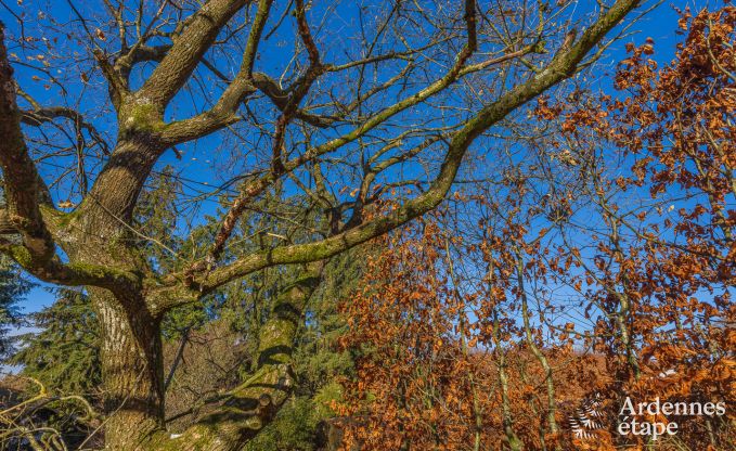 Maison de vacances  Waimes pour 12/14 personnes en Ardenne