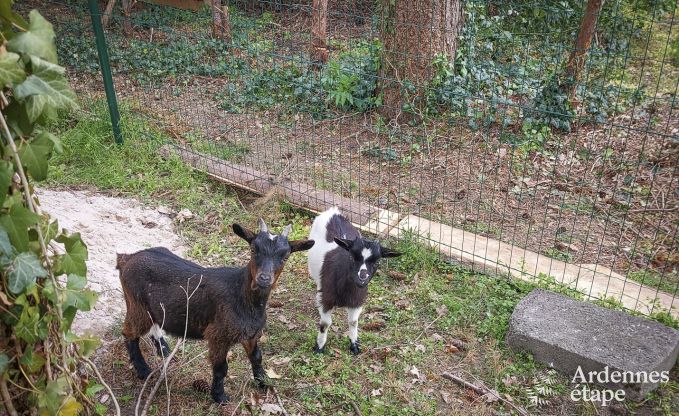 Gite de charme  Wellin pour 12 personnes en Ardenne