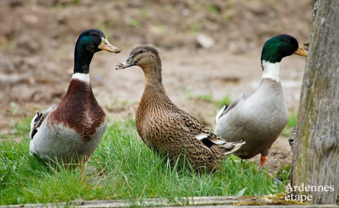 Maison de vacances � Wiltz (LUX) pour 6 personnes en Ardenne