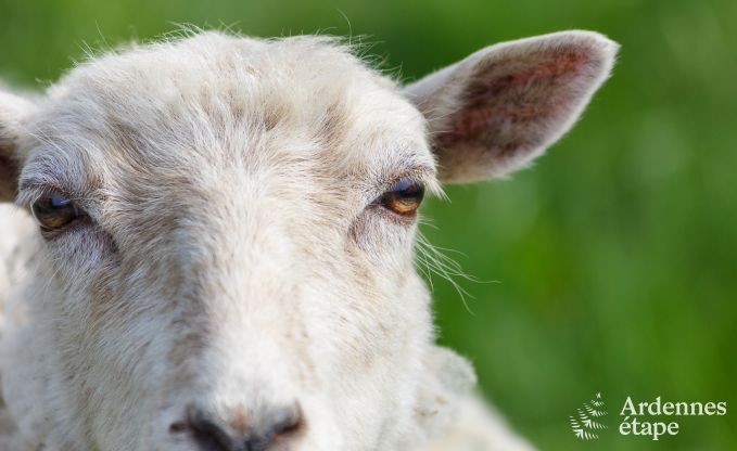 Gte insolite  Vielsalm pour 2/3 personnes en Ardenne